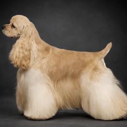 Cocker Spaniel puppies from Belive in Dreams Cockers