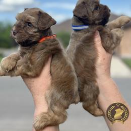 Miniature Schnauzer Puppies from Forever Schnauzers