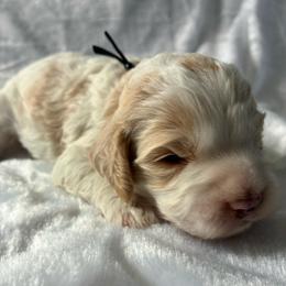 Ralph - Red and white male Cockapoo puppy in Adrian, Oregon from ApplebyFarm