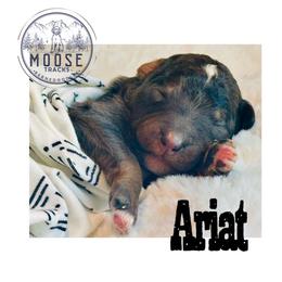Ariat - Merle female Bernedoodle puppy in Belleville, Michigan from Moose Tracks Bernedoodles