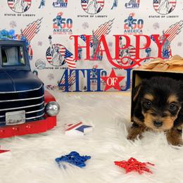 Teacup Hazel - Black and tan female Yorkshire Terrier puppy in Lithonia, Georgia from Toy Yorkies Atlanta