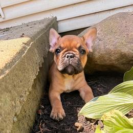 Maverick - Fawn male French Bulldog puppy in Morrow, Ohio from Frenchie-Club