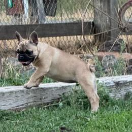 Kimber - Fawn female French Bulldog puppy in Cheney, Washington from Serene Prairie K9