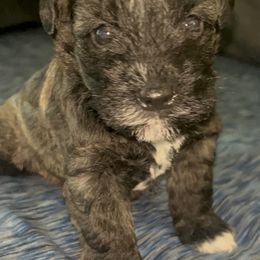 Jewel - Salt and pepper female Miniature Schnauzer puppy in Troutdale, Oregon from Krystle's Miniature Schnauzers