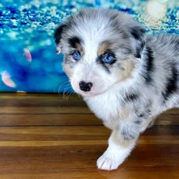 Girl 4 - Blue merle Australian Shepherd puppy in West Union, Iowa from Boundless Hearts Australian Shepherds LLC