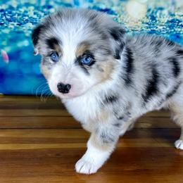 Girl 4 - Blue merle Australian Shepherd puppy in West Union, Iowa from Boundless Hearts Australian Shepherds LLC