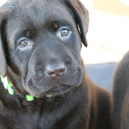 Girl 2 - Labrador Retriever puppy from Canyon Labradors