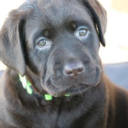 Girl 2 - Labrador Retriever puppy from Canyon Labradors