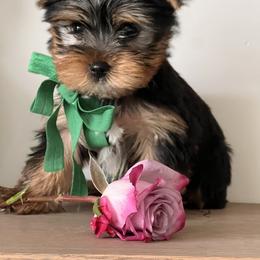 Green Boy - Black and gold male Yorkshire Terrier puppy in Nampa, Idaho from Doodles of Idaho