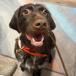 Charlie - Wirehaired Pointing Griffon