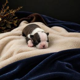 Classic Black Brindle Boy - Black brindle and white male Boston Terrier puppy in San Antonio, Texas from JT Bostons