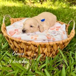 Linus - Cream male Dachshund puppy in Ormond Beach, Florida from Meadow Ridge Dachshunds