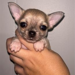 Truffle - Black sabled fawn male Chihuahua puppy in New Castle, Delaware from Sasha’s Elite Kennel LLC
