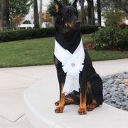 Alaska - Beauceron
