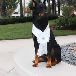 Alaska - Beauceron