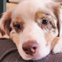 Australian Shepherds, Miniature American Shepherds, and Miniature Australian Shepherds from Copper Sky Aussies & Mini American Shepherds