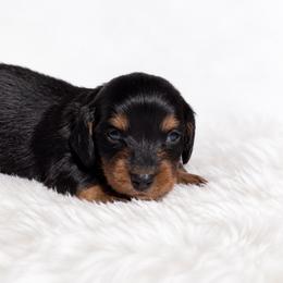 Toby - Black and tan male Dachshund puppy in Farmington, Missouri from Eva Leas Pups