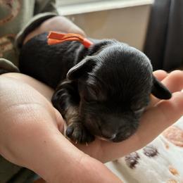 Midnight - Black and tan male Cockapoo puppy in Adrian, Oregon from ApplebyFarm
