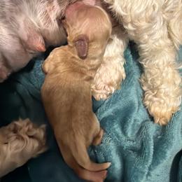 Ashtyn - Brown female Cockapoo puppy in Paradise, Texas from 4W’s F2 Cockapoos
