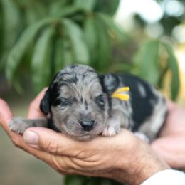 Bodhi - Blue merle male Bordoodle puppy in Conway, Missouri from 2J 2K Bordoodles
