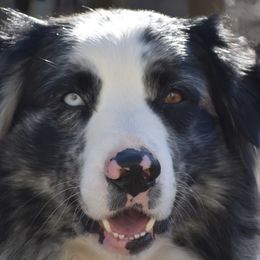 Ace - Australian Shepherd
