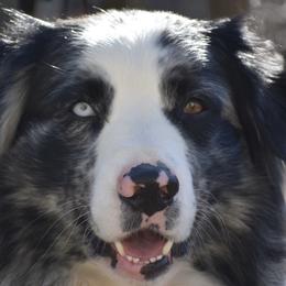 Ace - Australian Shepherd