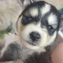 Sansa - Black and white female Siberian Husky puppy in Swansea, Illinois from Husky B's