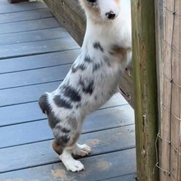 Pembroke Welsh Corgi Puppies from Cartee Corgis