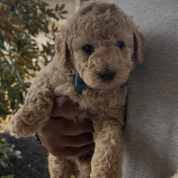 Snickers - Cream male Goldendoodle puppy in Richmond, Texas from Harper’s Heartbeats