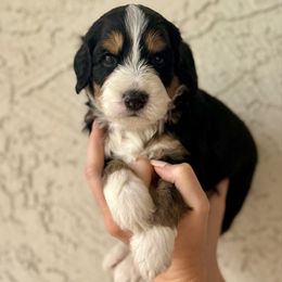 Three - Tri-color male Bernedoodle puppy in Phoenix, Arizona from Doodles of the Desert