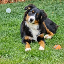 Valentine - Black tri-color male Australian Shepherd puppy in Smithfield, Utah from Invictus Farms