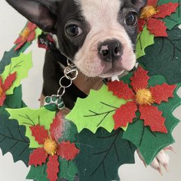 Mabel - Boston Terrier