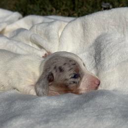 AKC Blue and tan dapple piebald smooth coat - Piebald female Dachshund puppy in Anderson, California from Golden Paws Dachshunds