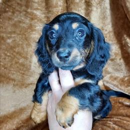 CKC JACK - Black and tan male Dachshund puppy in Swink, Oklahoma from Palali Farm
