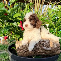 Skylar - Chocolate female Goldendoodle puppy in Cocoa, Florida from The Beach Doodles