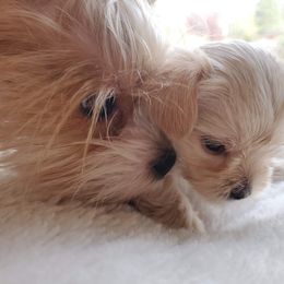 Biewer Terrier and Yorkshire Terrier Puppies from 1.StarDreamPups