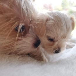 Biewer Terrier and Yorkshire Terrier Puppies from 1.StarDreamPups