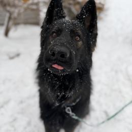 German Shepherd puppies from Spitze German Shepherds