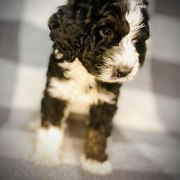 Bernedoodle Puppies from Starlight Bernedoodles