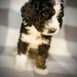 Bernedoodle Puppies from Starlight Bernedoodles