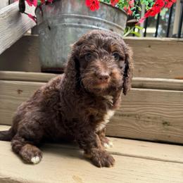 Misty - Phantom female Goldendoodle puppy in Charlotte, North Carolina from Hopeful Heart Doodles