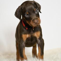 Ambrosia - Red and rust female Doberman Pinscher puppy in Overton, Texas from Obsidian Kennel