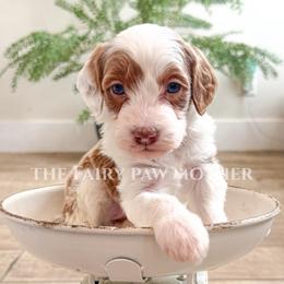 Celine - Parti female Goldendoodle puppy in Woodland Hills, Utah from The Fairy Paw Mother