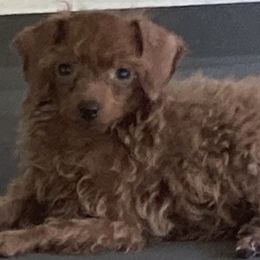 Labrador Retrievers, Pekingese, Poodles, Shih Tzus, and Yorkshire Terriers from Silver Bells Paw Prints