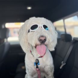 Ruby - Goldendoodle