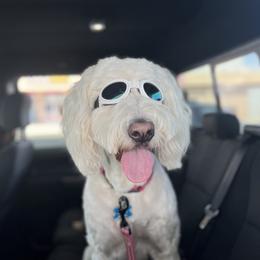 Ruby - Goldendoodle
