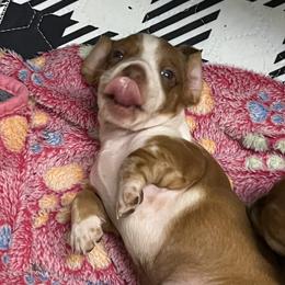 Dachshund Puppies from Witchy Woman’s Wiener’s