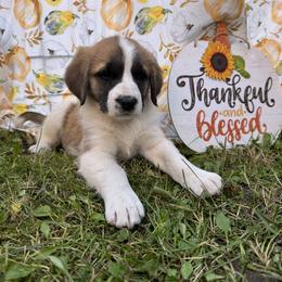 Gale - Brown and white female Saint Berdoodle puppy in Traverse City, Michigan from Bare Paws Saint Berdoodles