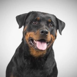 Freya - Rottweiler