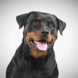 Freya - Rottweiler